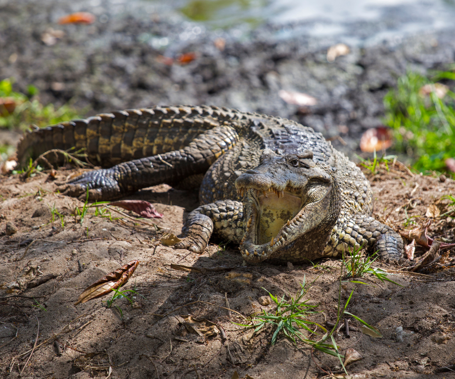 Excursión a Guamá-Punta Perdiz - Imagen 4