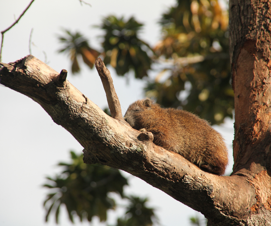 Excursión a Guamá-Punta Perdiz - Imagen 3